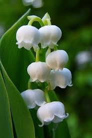 Lily Of The Valley I Can Almost Smell It S Glorious Fragrance Cvetovodstvo Posadka Cvetov Posadka Derevev