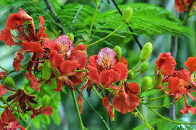 Maybe you would like to learn more about one of these? Details Of Royal Poinciana Flowers Photograph By William Tasker