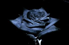 Black Background With Rose In Middle Black Roses The Black Rose Of Texas By Jsf1 Black Roses Wallpaper Black Rose Black Rose Flower