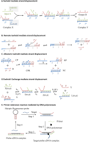 H 2 so 4 + 2lioh ⇌ li 2 so 4 + 2h 2 o. Dna Strand Displacement Reaction A Powerful Tool For Discriminating Single Nucleotide Variants Springerlink