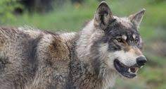 wolves at the door animal spotted in canton of zurich animals wolf species