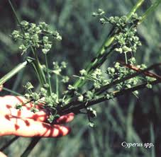 Image result for Cyperus karisimbiensis