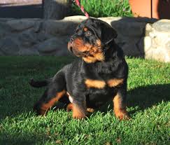 Rottweiler puppies born april 25th will be ready for new homes june 27th 4 males and 1 female available taking deposits now military discount, shipping…. Rottweiler Puppies For Sale In Florida Petswall