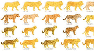 You can use this swimming information to make your own swimming trivia questions. Panthera Tigris Is The Scientific Trivia Questions Quizzclub