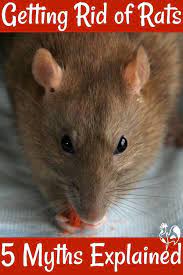 Got A Rat Problem You Need My Free Downloadable Checklist Getting Rid Of Rats Getting Rid Of Mice Chickens Backyard