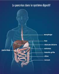 Une fondation de premier plan pour la recherche sur le cancer. Cancer Du Pancreas Irfc