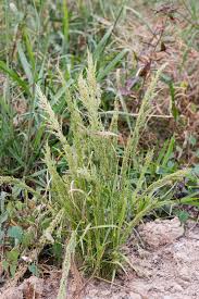 Image result for Eragrostis patens