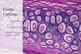 Elastic Cartilage Histology Slides Keep Calm And Study General Knowledge Facts