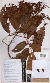 Image result for Connaraceae