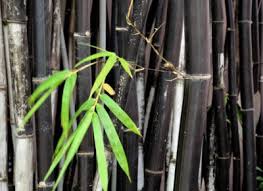 Best of all, indoor bamboo plants look great in containers. Black Bamboo Plants How To Care For Black Bamboo In Gardens