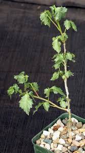 Image result for Commiphora africana