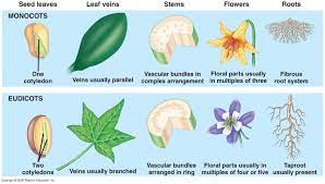 types of seed plants - monocots and dicots | Biology plants, Plant science,  Plant roots