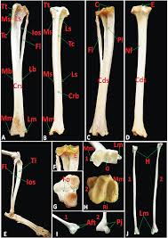 The anatomy of the human body. Sciencecentral