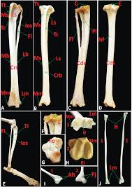 The anatomy of the human body. Sciencecentral