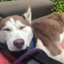 Happy pup