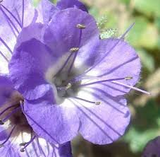 Image result for Ficalhoa