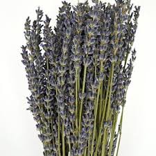 We did not find results for: Dried Lavender Bulk Bunches Fiftyflowers