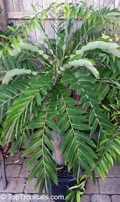 Image result for Phyllanthus mendesii