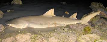 Make a coloring book with lemon shark for one click. Lemon Shark Mexico Fish Birds Crabs Marine Life Shells And Terrestrial Life