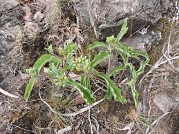 Image result for Raphionacme lanceolata