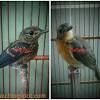 Perbedaan jantan/betina burung decu kembang. Https Encrypted Tbn0 Gstatic Com Images Q Tbn And9gcqputo1k7lfep 5tymhabeglambsyf63nfatseahosu9h0fwps Usqp Cau
