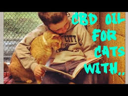 Cbd oils contain a high concentration of cbd and can be used for therapeutic purposes. Cbd Oil For Cats That Are Aggressive To People And Other Animals Youtube