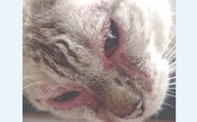 Copyright © 2009 manson publishing ltd. Northwest Animal Allergy Dermatology