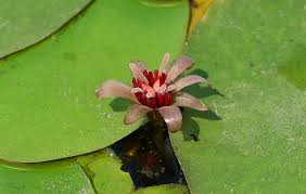 Image result for Brasenia