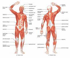 This muscle connects the humerus to the radius at the styloid process. Front Back Of Leg Muscles Diagram Quizlet