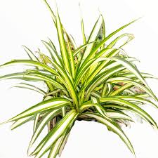 Image result for Chlorophytum pauper