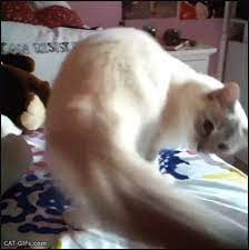 Top 15 Clumsy Cats Funny Cat Photos Cats Cat Gif