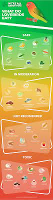 Lovebirds love green foods and most fruits. What Do Lovebirds Eat Safe Foods For Lovebirds We Re All About Pets