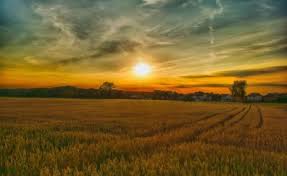 Summer Sunset Farm Landscape Nature