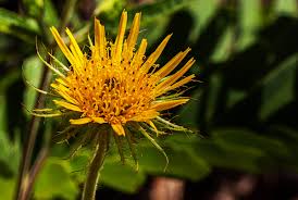 Image result for Berkheya zeyheri