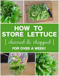 May 04, 2021 · according to the video, just grab your lettuce (make sure to wash it well first !) and place it in a container or jar that has a lid. How To Store Cleaned Chopped Lettuce For At Least A Week Six Clever Sisters Lettuce Recipes Storing Lettuce Storing Vegetables