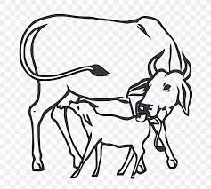 Welcome to heritage cattle company, home to american red and gray brahman cattle. Indian National Congress Brahman Cattle Calf Png 2000x1793px India Animal Figure Animal Slaughter Artwork Black And