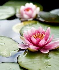 We did not find results for: Best Flowers For Your Star Sign Zodiac