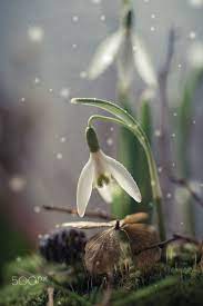 Snowdrop Null Amazing Flowers Spring Flowers Beautiful Flowers