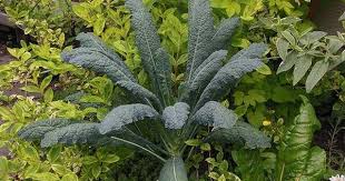 Tuscan Kale Set Against Weigela French Lace Brigela Also Known As Moulin Rouge Image C Gardenphotos Com Creative Gardening Tuscan Ornamental Plants