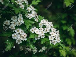 Grab and go lunch, 7 days a week, with vegan options. Hawthorn Tree White Flowers Blossom On Spring Green Nature Background Stock Photo Picture And Royalty Free Image Image 101629096