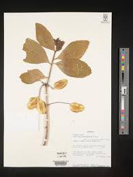 Image result for Combretum celastroides