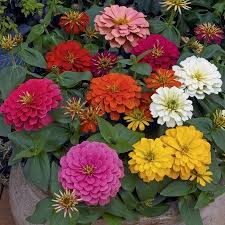 Zinnia Flower Garden Seeds Magellan Series Mix 100 Seeds Annual Flower Gardening Seed Walmart Com In 2021 Zinnia Flowers Flower Seeds Zinnia Seeds