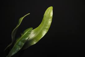 Image result for Elaphoglossum macropodium