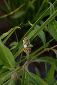 Image result for Sphenoclea zeylanica
