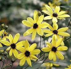 Coreopsis Tripteris Wikipedia Flowers Perennials Perennials Flower Seeds