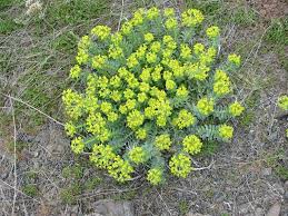 Brabec said myrtle spurge, also called donkey tail spurge, likely spread into the boise foothills after escaping from landscaped yards. Myrtle Spurge A Fertile Scourge Local News Eastoregonian Com