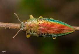 Image result for Chrysochloa