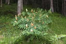 Image result for Astragalus