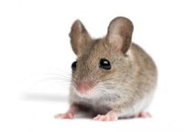 Find & download free graphic resources for mouse animal. The Mouse The Scientist S Best Friend