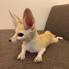 Fennec Fox - 6 For Sale On 1Stdibs | Fennec Fox For Sale, Fennec Fox Sale, Fennec  Foxes For Sale